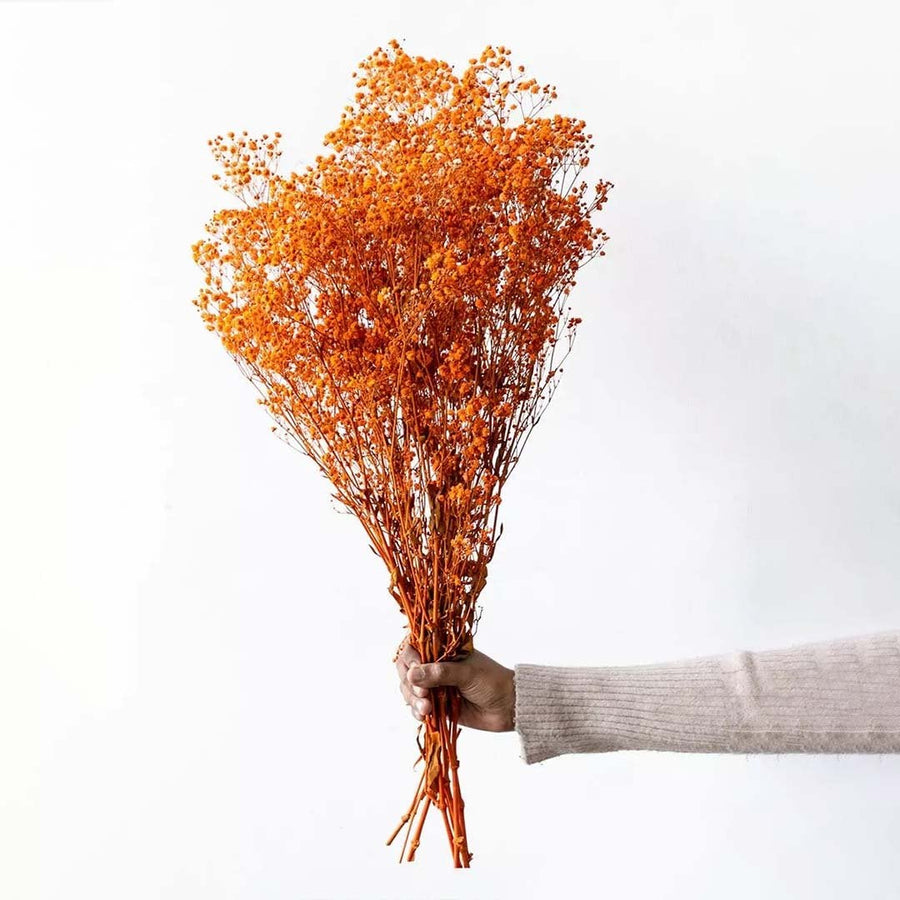 Bright orange dried gypsophila bunch displayed on a clean white background ideal for bold natural home decor styling.