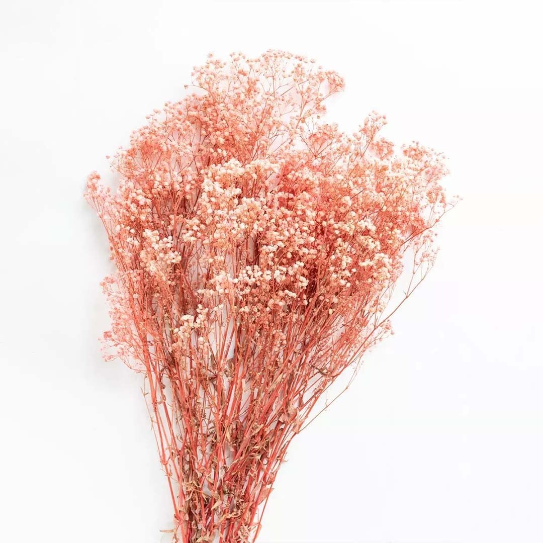 Closeup of coral dried gypsophila showing airy delicate blooms perfect for soft organic interior decoration.