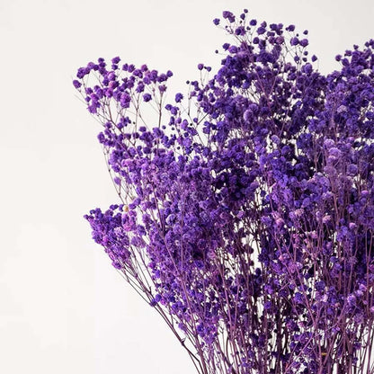 Closeup of purple dried gypsophila flowers showing delicate textured blooms perfect for natural interior decoration.