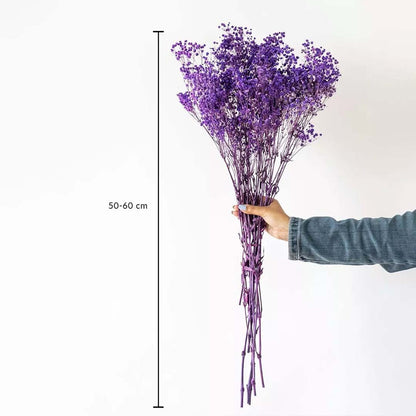Purple dried gypsophila bouquet on a white background with 50 to 60cm height shown for home decor display use.