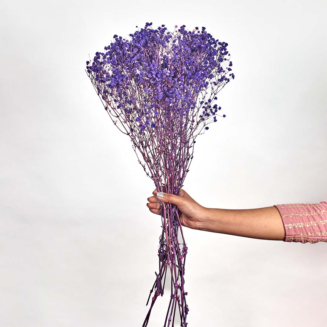 Vibrant purple dried gypsophila stems arranged on a white background perfect for modern floral home styling.
