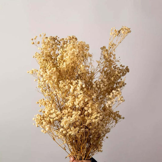 Preserved Babysbreath Dried Flower - White