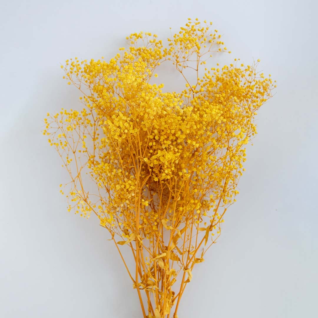 Detailed view of yellow dried gypsophila flowers with delicate blooms on white background floral decor accent piece.