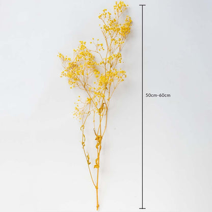 Yellow dried gypsophila stem 50-60cm length shown on white background for size dimension natural dried flower decor.