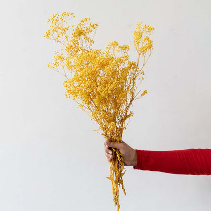 Hand holding bright yellow dried glixia flower bouquet bundle for cheerful modern tabletop vase decoration on white backdrop.