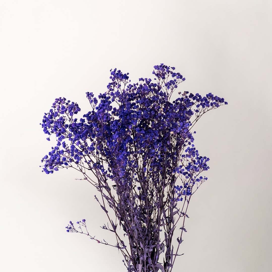 Vivid closeup of preserved purple gypsophila flowers showing delicate dried petals and natural texture for home decor.