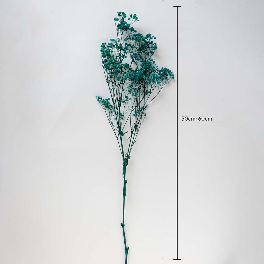 Turquoise dried gypsophila stem 50-60cm length shown on white background for size dimension floral home decor accent.