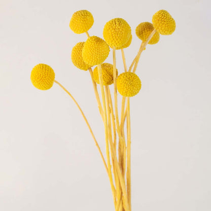 Closeup view of yellow dried flowers with textured round petals and stems perfect for vase styling and home decoration.