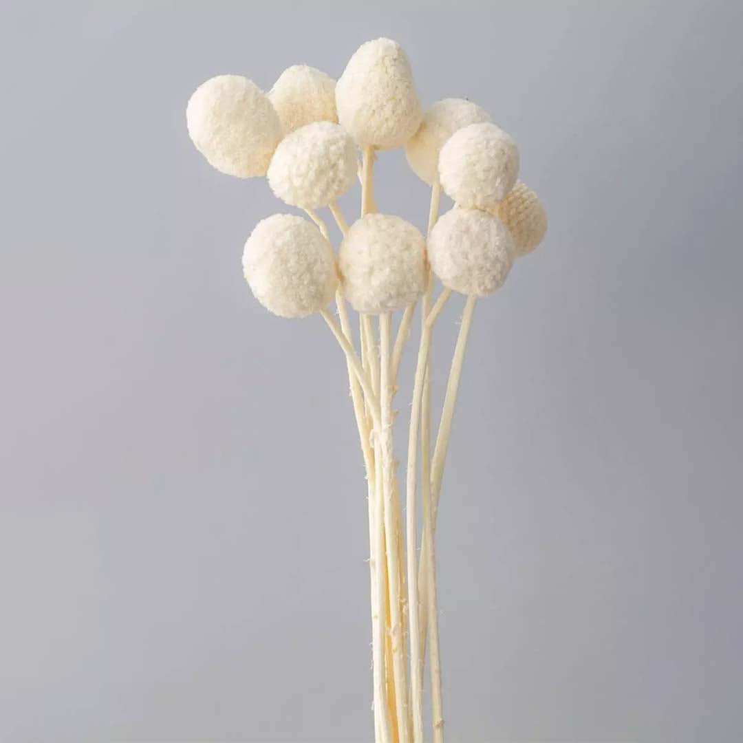 Fluffy cream white dyed dried craspedia billy buttons stems bundle for elegant minimalist bedroom vase decoration.
