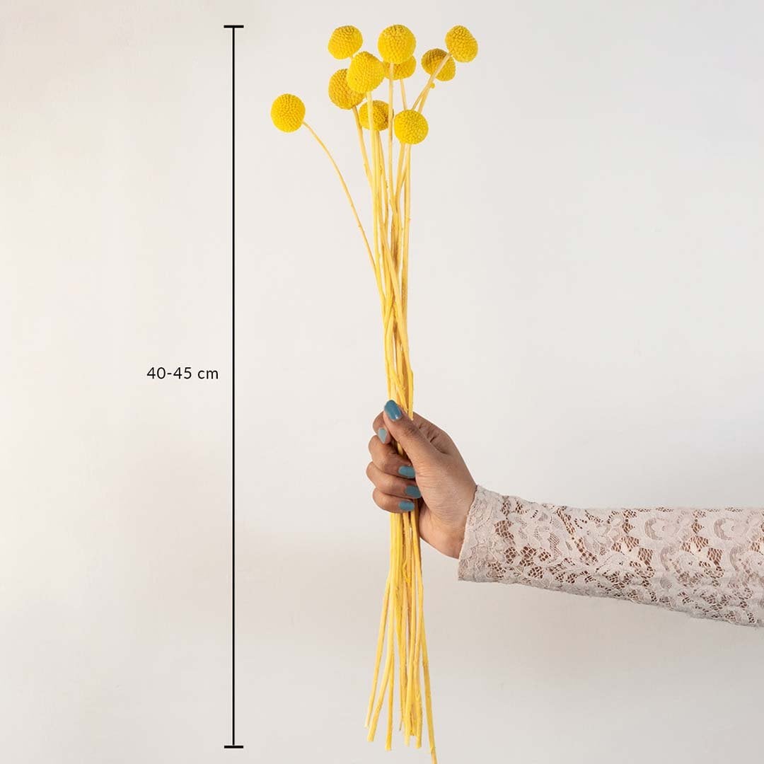 Yellow dried flower bunch with natural stems shown on white background with 40 to 45 cm height measurement dimensions.