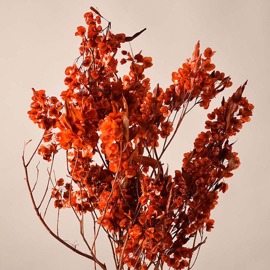 Closeup of natural dried orange botanical stems highlighting detailed petals and warm earthy texture perfect for adding vibrant rustic charm to home decor.