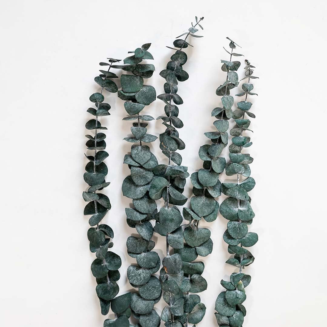 Preserved Eucalyptus Grass Closeup