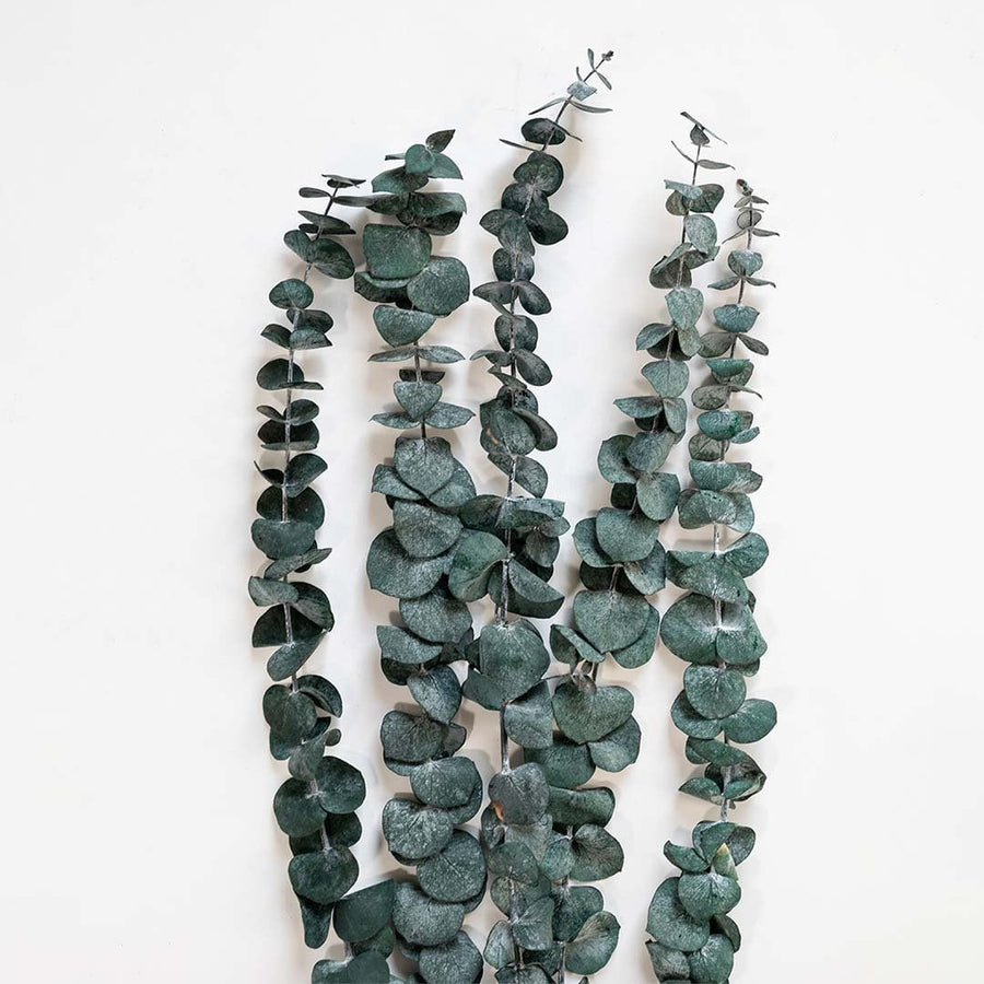 Preserved Eucalyptus Grass Closeup