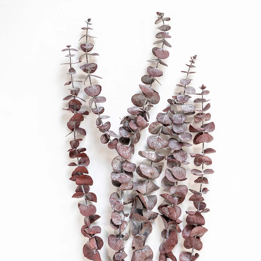 Closeup of rust brown dried eucalyptus leaves showing rustic textured details perfect for organic interior decoration.