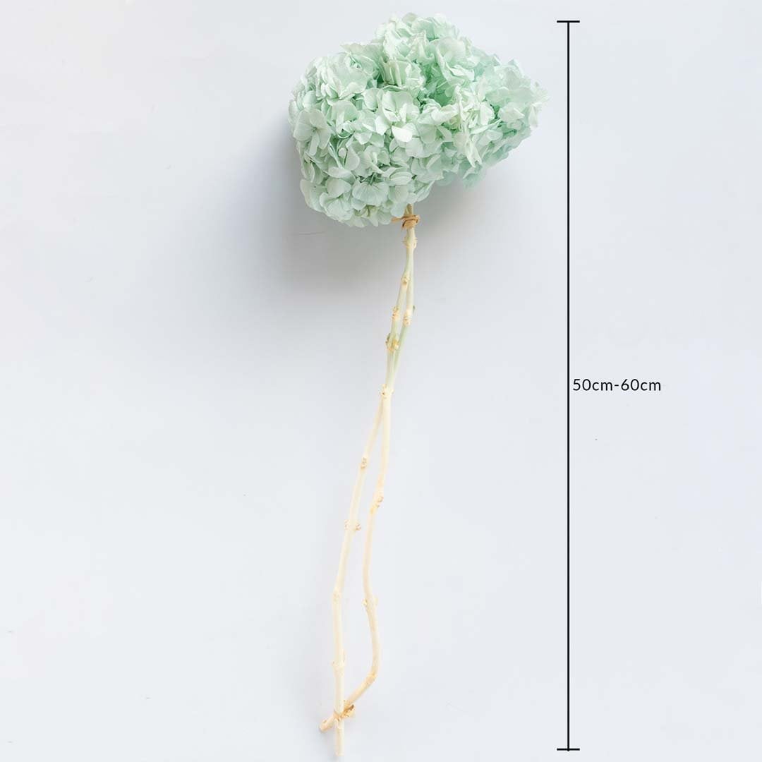 Mint green dried hydrangea stem on a white background with 50 to 60cm height shown for natural decorative home use.