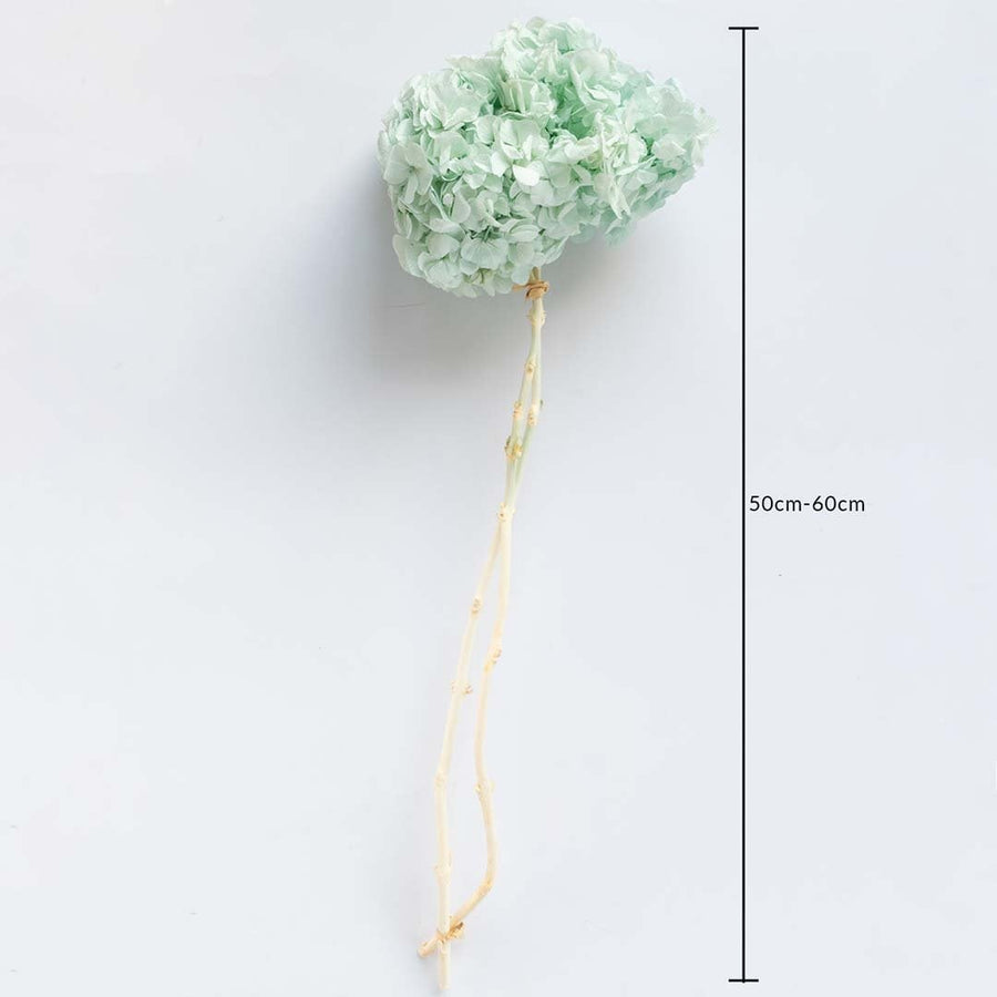 Mint green dried hydrangea stem on a white background with 50 to 60cm height shown for natural decorative home use.