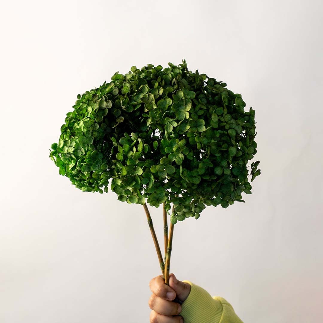 Closeup of green dried hydrangea showing rich clustered leaf texture perfect for fresh organic interior decoration.