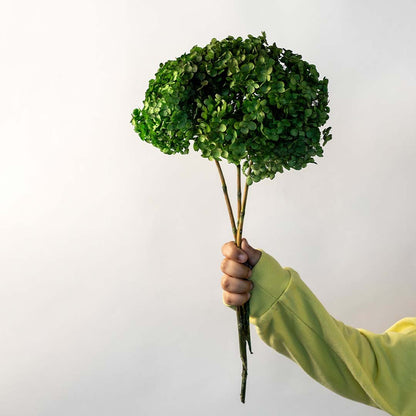 Hand holding a bright green preserved hydrangea bunch for vibrant modern luxury home floral styling on white background.