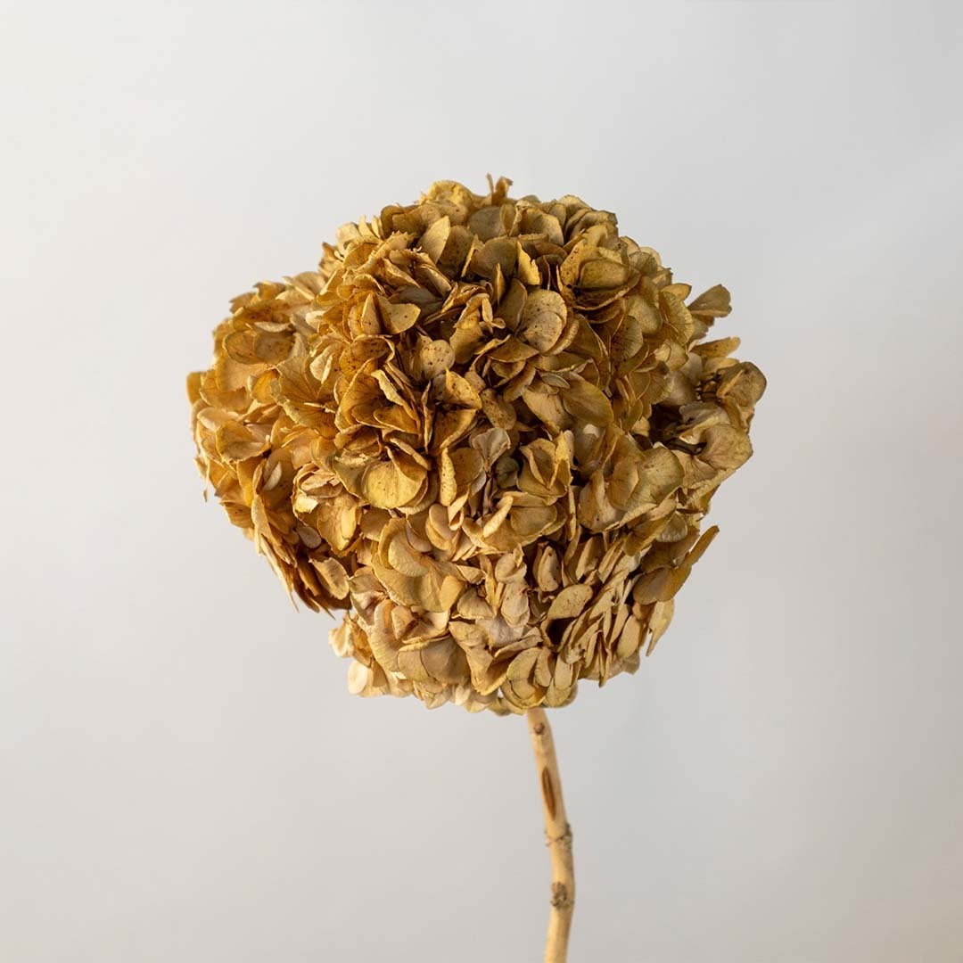 Single beige dried hydrangea stem arranged on a bright white background offering a soft organic accent for home decor.