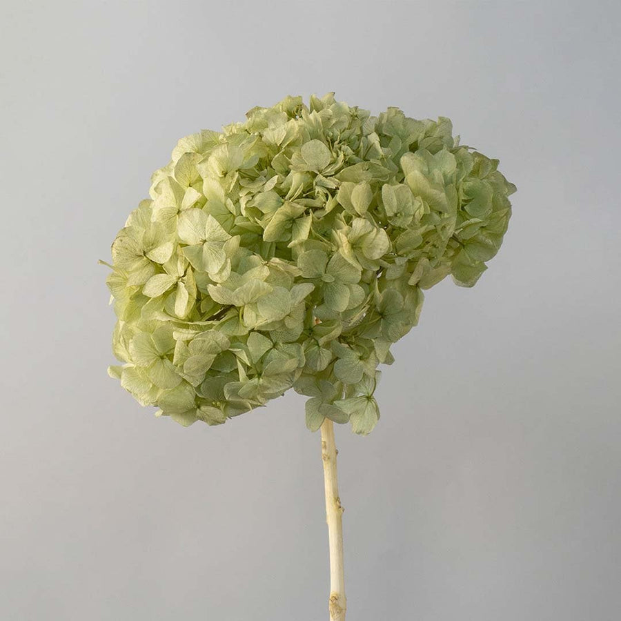 Closeup of artificial green hydrangea flower with detailed petals and stem designed for vases DIY floral decor and interiors.