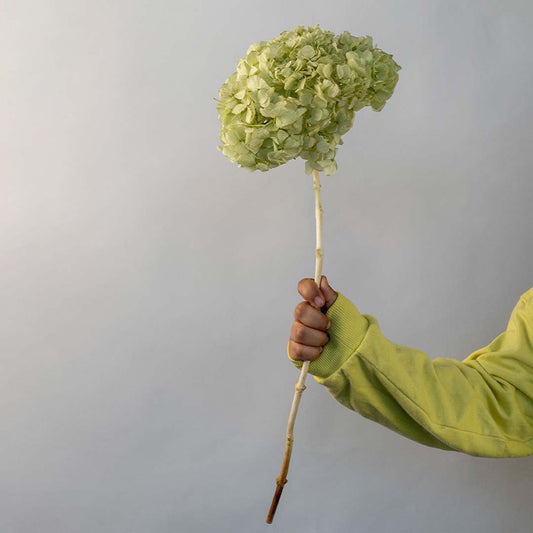 Hand holding a single light green preserved hydrangea stem for elegant farmhouse living room vase decor on white backdrop.