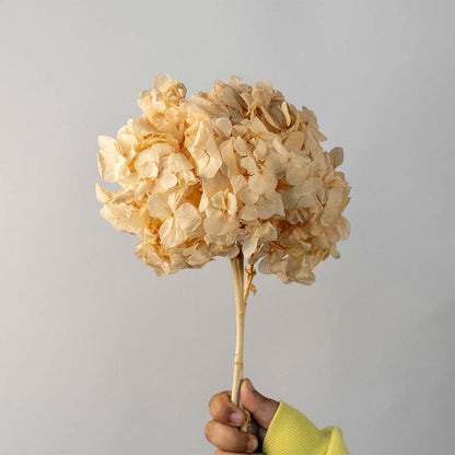 Single beige dried hydrangea stem arranged neatly on a bright white background offering a soft organic accent for decor.