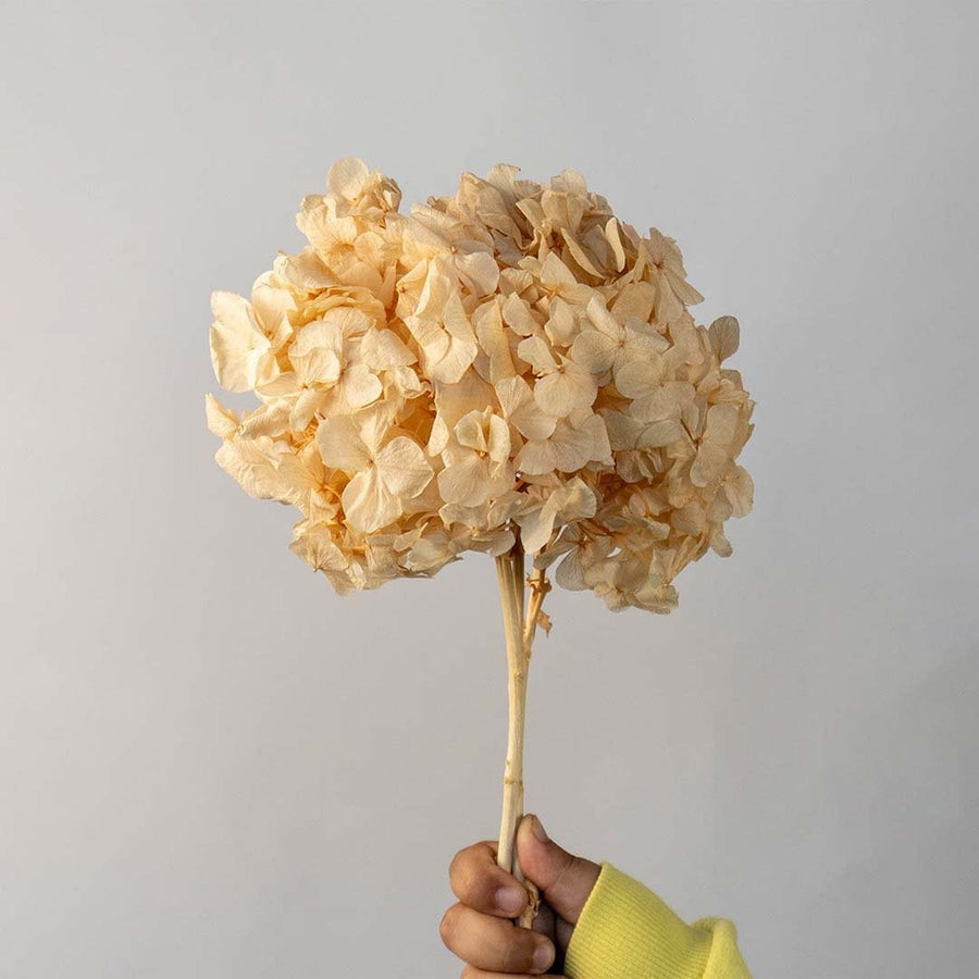 Single beige dried hydrangea stem arranged neatly on a bright white background offering a soft organic accent for decor.