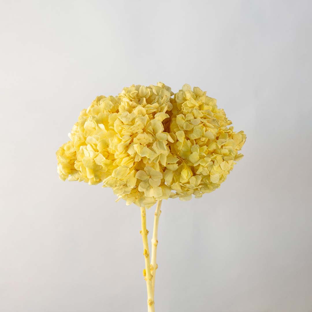 Preserved Hydrangea - Yellow