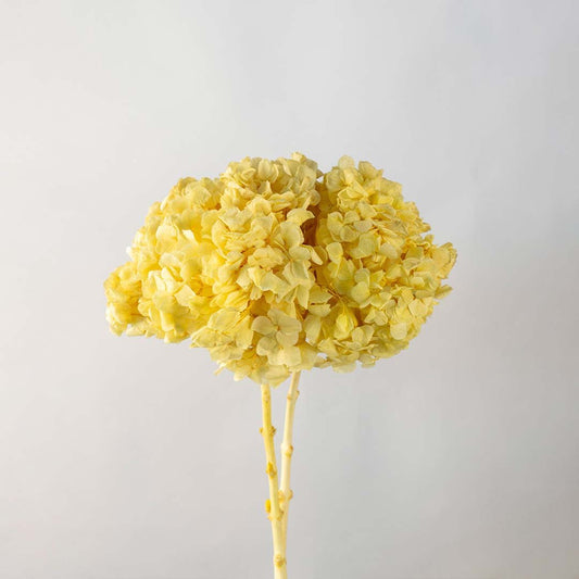 Preserved Hydrangea - Yellow