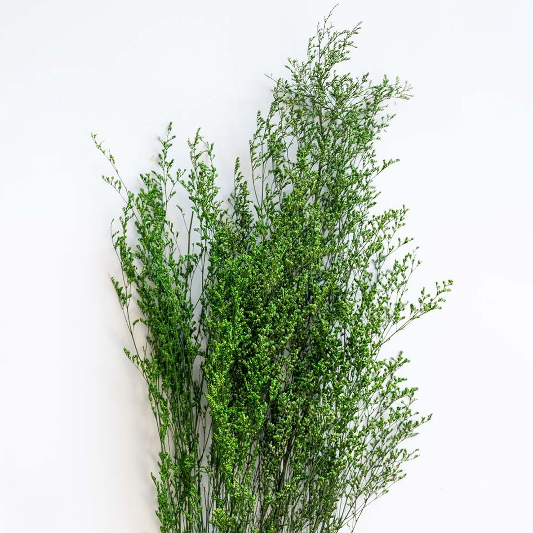 Detailed closeup of green dried foliage stems showcasing natural leafy texture against white background floral decor.
