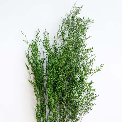 Detailed closeup of green dried foliage stems showcasing natural leafy texture against white background floral decor.