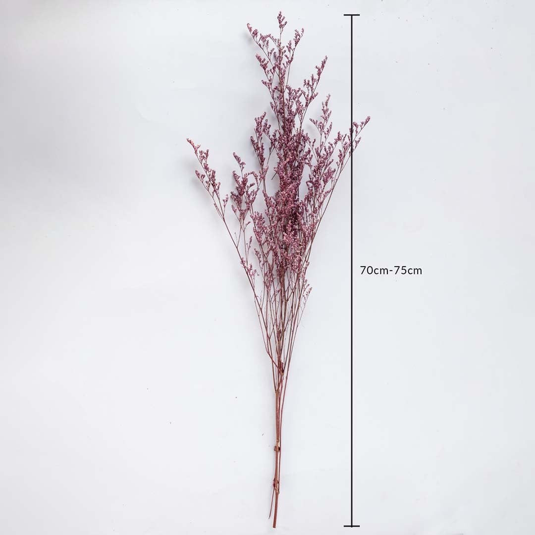 Purple dried foliage stem 70-75cm length displayed on white background for size dimension natural dried floral decor.