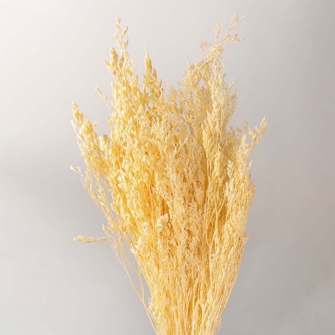 Closeup of natural dried yellow grass stems held against a soft white background showing airy textured details ideal for rustic vase decor and warm home styling.