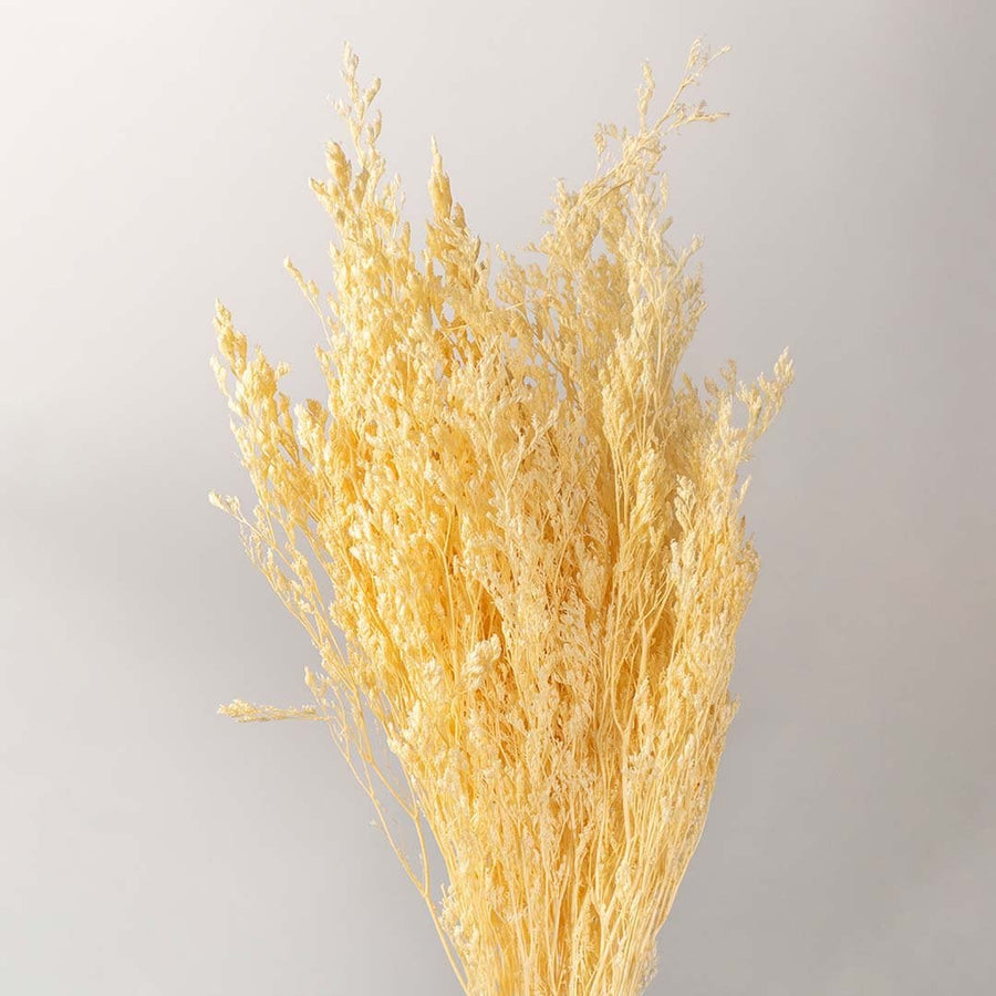Closeup of natural dried yellow grass stems held against a soft white background showing airy textured details ideal for rustic vase decor and warm home styling.