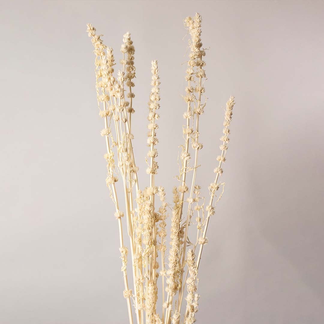Closeup view of natural dried cream stems showing fine textured buds and organic details perfect for adding rustic charm to vases and home decor.