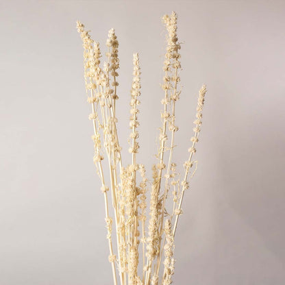 Closeup view of natural dried cream stems showing fine textured buds and organic details perfect for adding rustic charm to vases and home decor.