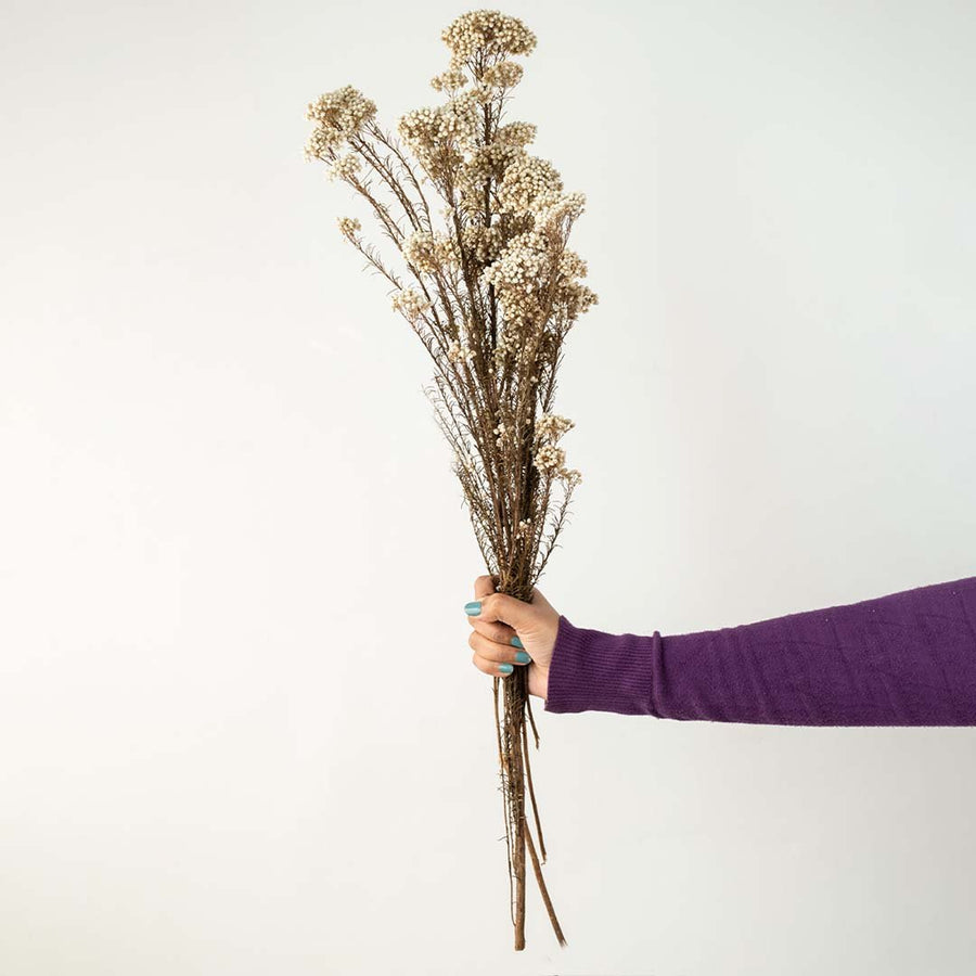 Hand holding a bundle of rustic natural beige dried flower stalks for countryside farmhouse mantel decor on white backdrop.