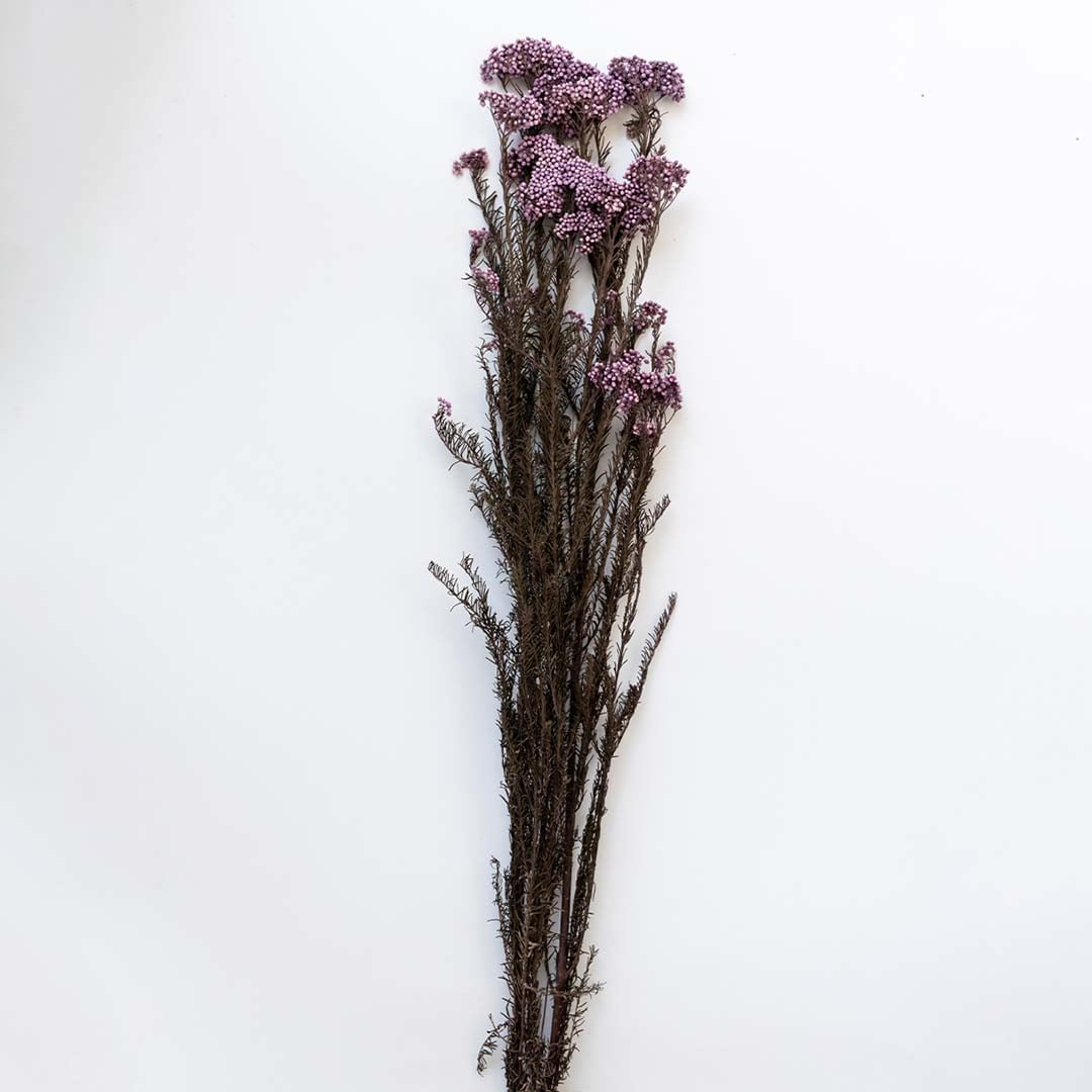 Minimal purple dried statice flower stems styled in tall ribbed ceramic vase on white background modern floral decor.