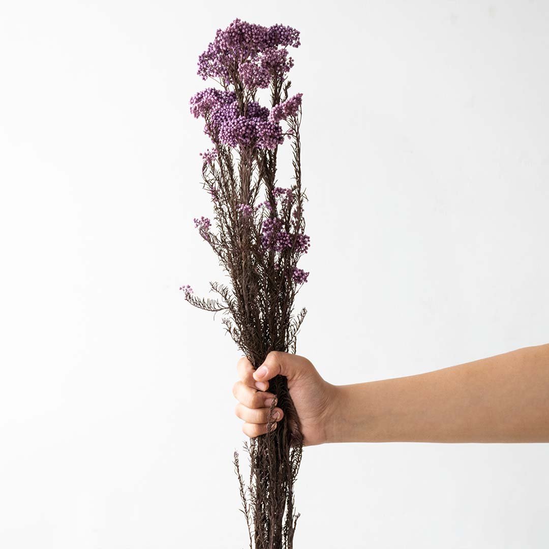 Hand holding dark purple dried wildflower stems bundle for elegant bohemian tabletop vase decoration on white backdrop.