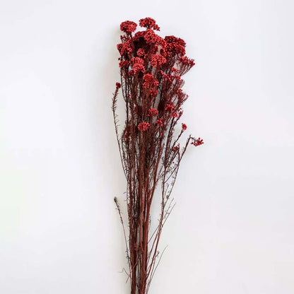 Minimal red dried statice flower stems shown on clean white background elegant dried flower bunch for home decor.