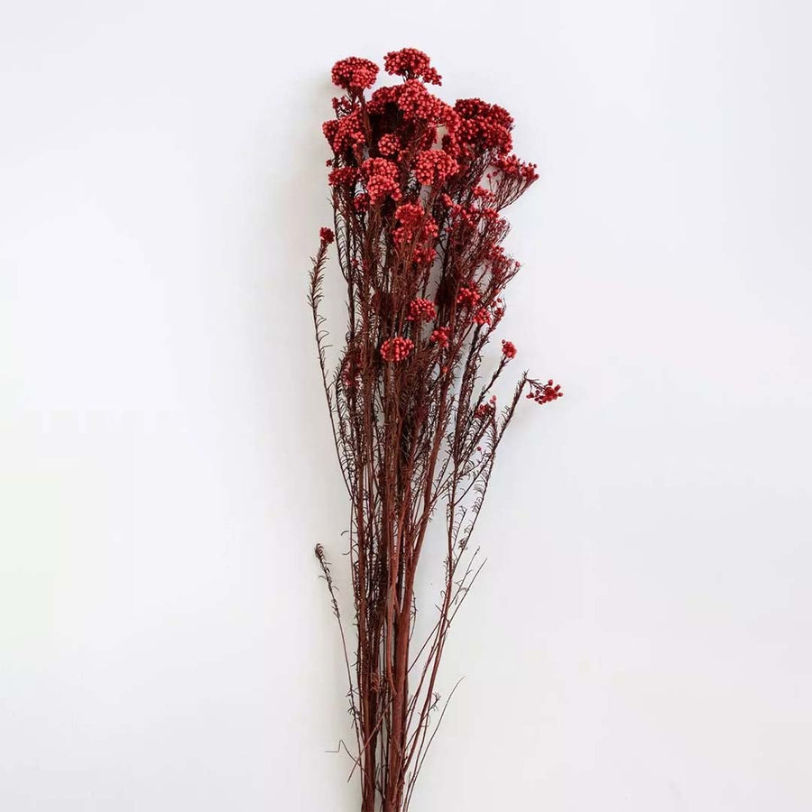 Minimal red dried statice flower stems shown on clean white background elegant dried flower bunch for home decor.