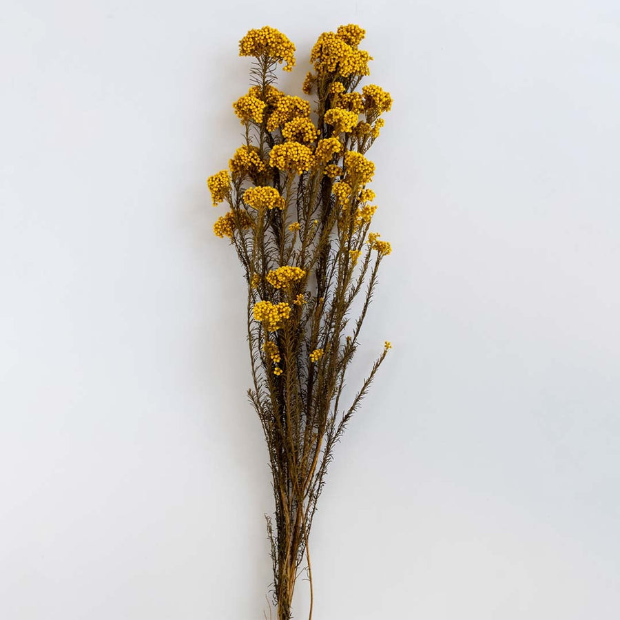 Minimal yellow dried statice flower stems arranged in decorative ceramic vase shown against clean white background.