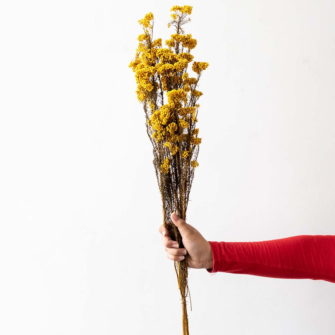 Hand holding a bundle of mustard yellow dried button flower stems for rustic farmhouse tabletop vase on white backdrop.