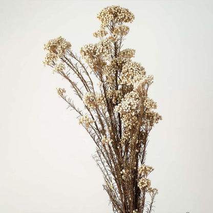 Closeup of brown dried gypsophila bouquet preserved natural flowers lifestyle decor on light white background.