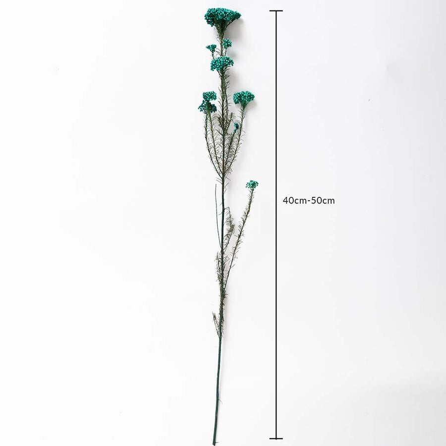 Green dried statice flower stem 40-50cm length displayed on white background for size dimension dried floral decor.