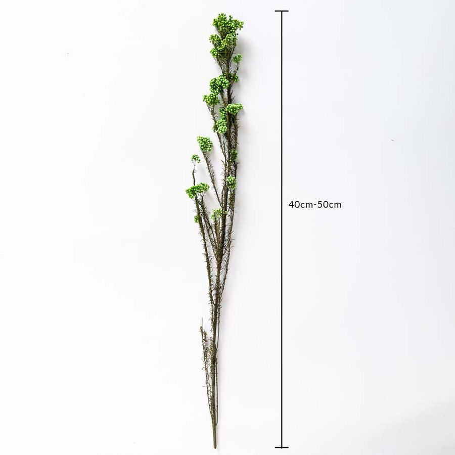 Green dried statice flower stem 40-50cm length displayed on white background for size dimension dried floral decor.