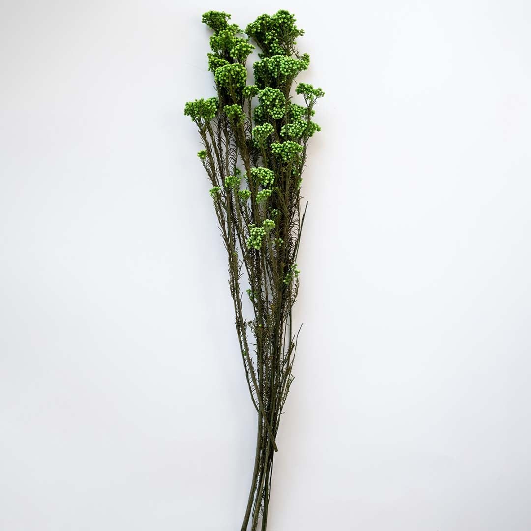 Minimal green dried statice flower stems arranged in transparent gold accented vase on clean white background decor.