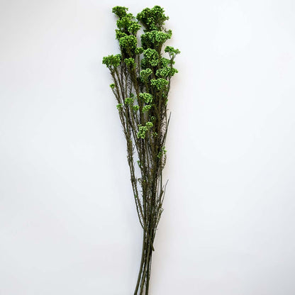 Minimal green dried statice flower stems arranged in transparent gold accented vase on clean white background decor.