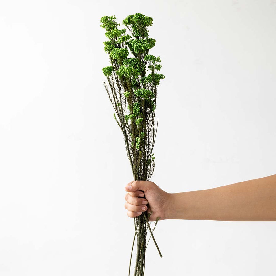 Hand holding a bundle of bright green dried wildflower stems for vibrant modern tabletop vase display on white backdrop.