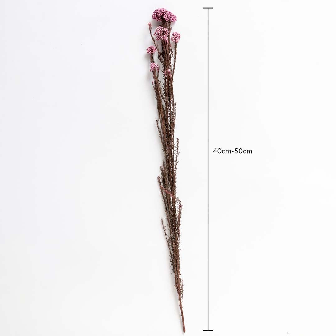 Purple dried statice flower stem 40-50cm length displayed on white background for size dimension dried floral decor.